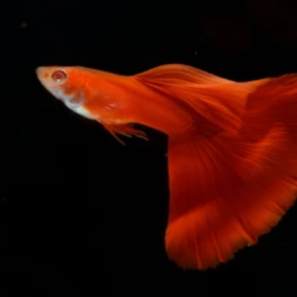 Guppy Albino Full Red