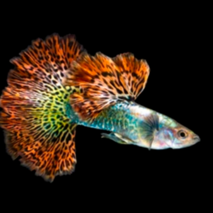Guppy Red Dragon